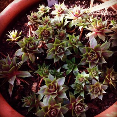 Sempervivum Purple Haze