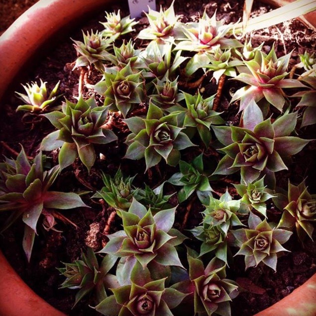 Plant image Sempervivum Purple Haze