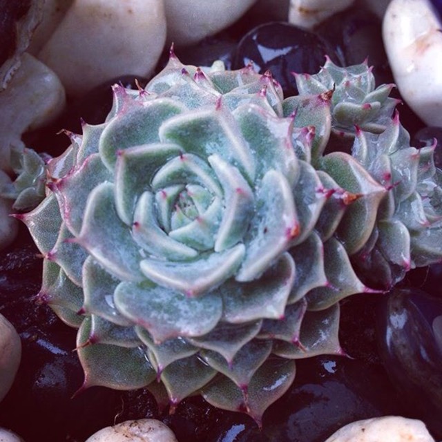 Plant image Echeveria Halbingeri