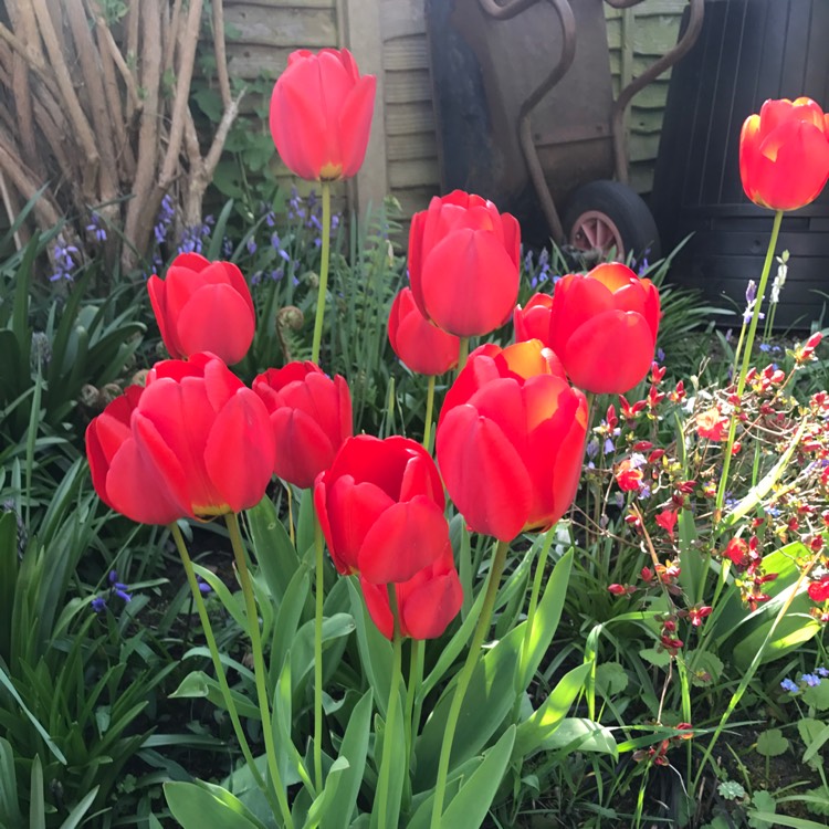 Plant image Tulipa 'Esperanto'