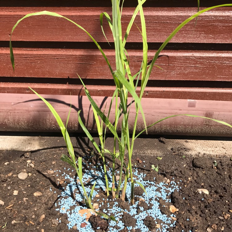 Plant image Miscanthus sinensis 'Strictus'