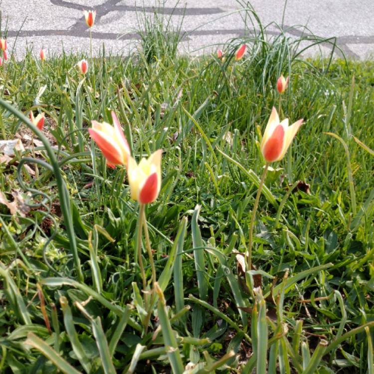 Plant image Tulipa clusiana 'Cynthia'