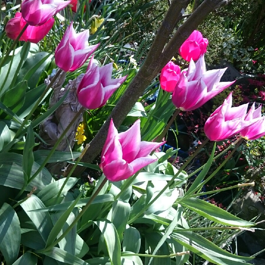 Tulip 'White Triumphator' (Lily-flowered)