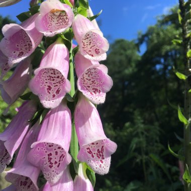 Common Foxglove