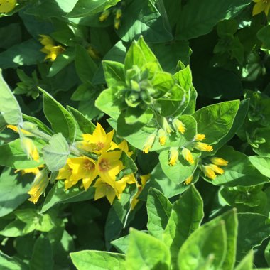 Large Yellow Loosestrife