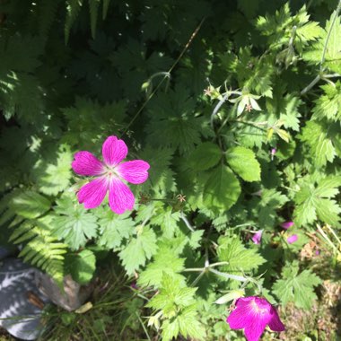 Storksbill 'Bishop's Form'