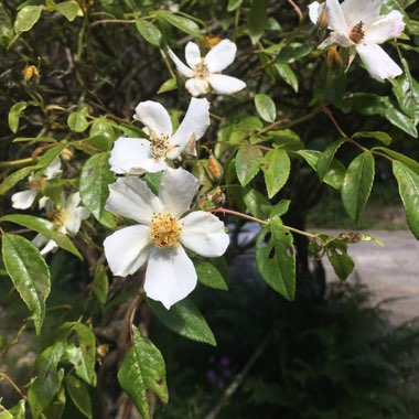 Mexican Orange Blossom