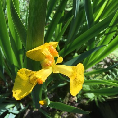 Yellow Flag Iris