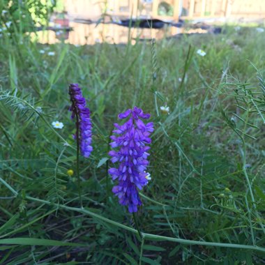 Purple Vetch