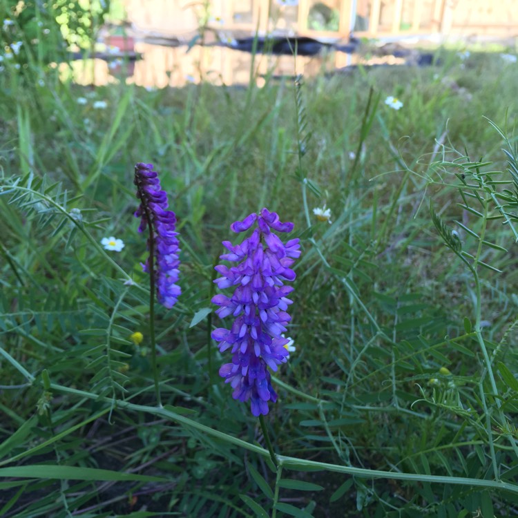 Plant image Vicia