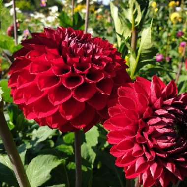 Dahlia 'Cornel' (Ball)