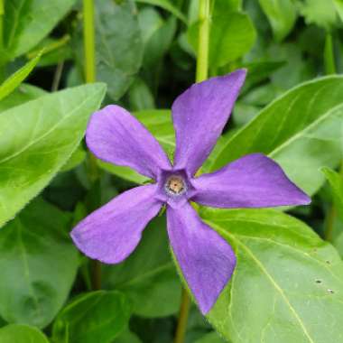 Lesser Periwinkle