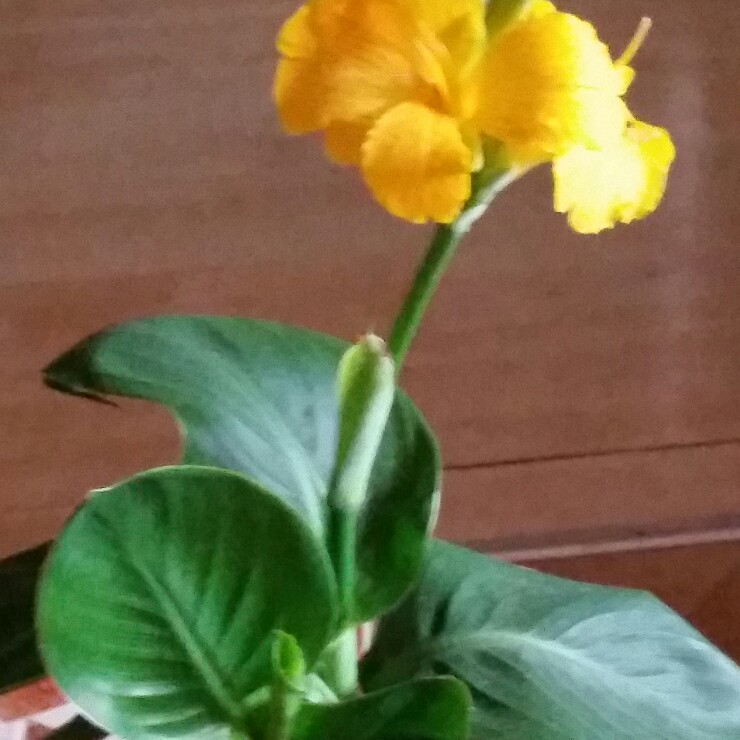 Canna 'Cleopatra'