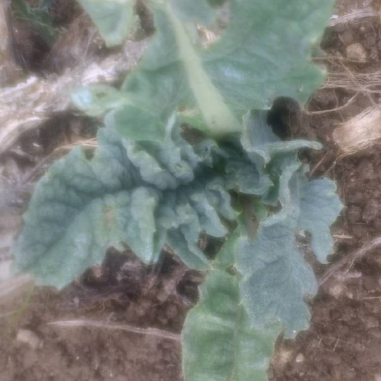 Plant image Cynara scolymus 'Green Globe'