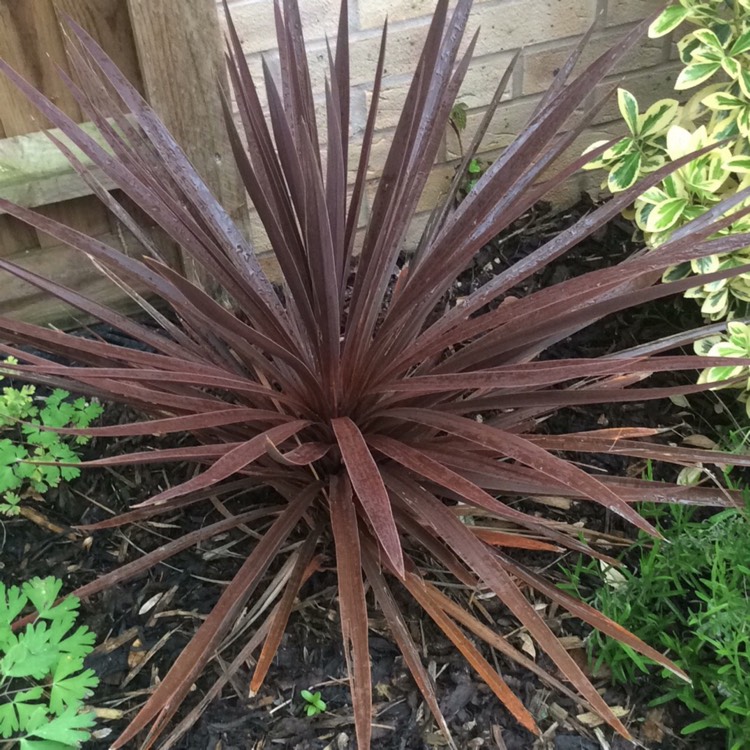 Plant image Cordyline australis 'Torbay Red'