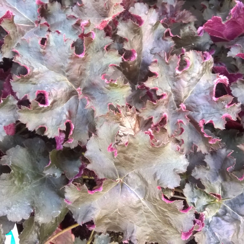 Plant image Heuchera 'Purple Petticoats'