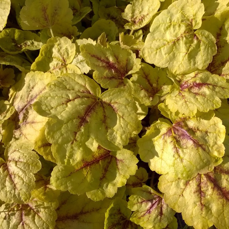 Plant image x Heucherella 'Gold Cascade'