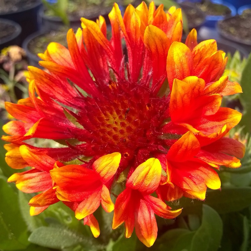 Plant image Gaillardia x grandiflora 'Fanfare Blaze'