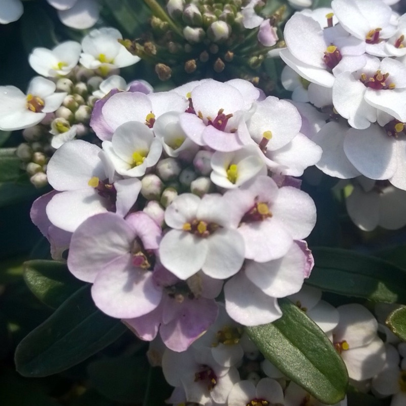 Plant image Iberis sempervirens 'Masterpiece'