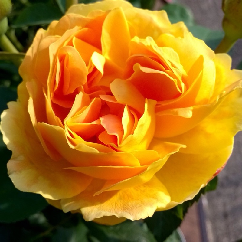 Plant image Rosa 'Molineux'