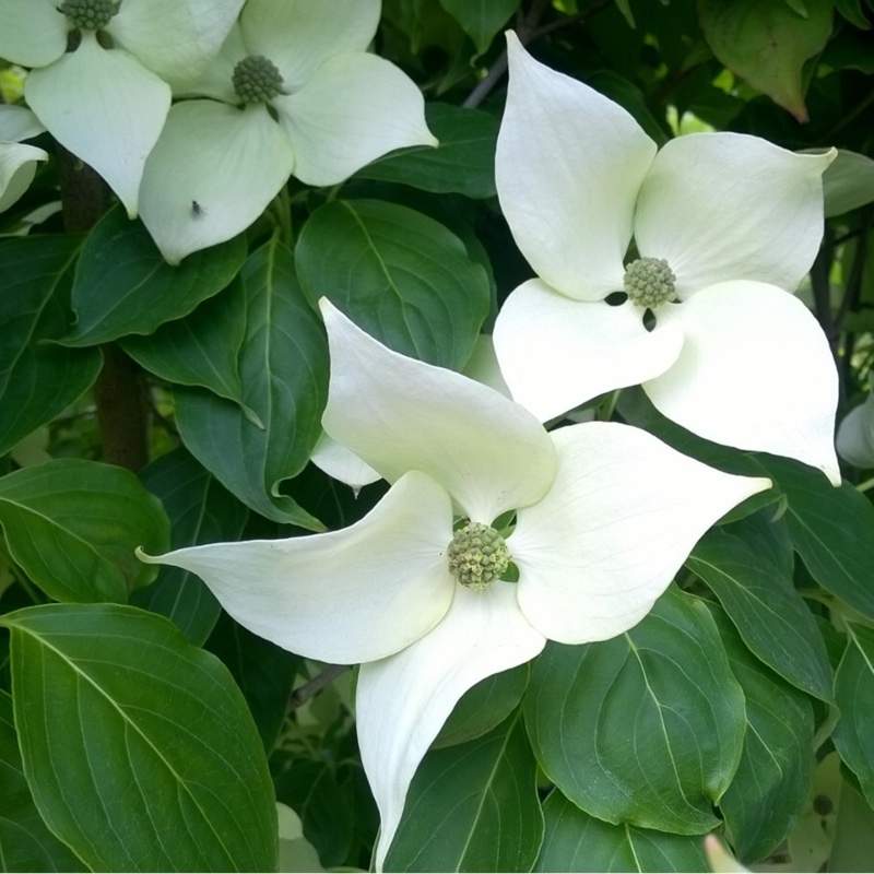 Plant image Cornus kousa 'China Girl'