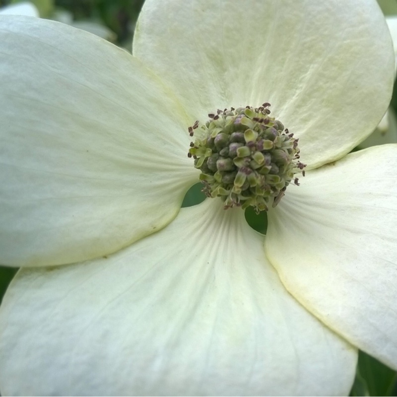 Plant image Cornus kousa 'China Girl'