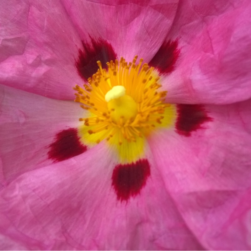 Plant image Cistus x purpureus 'Betty Taudevin'