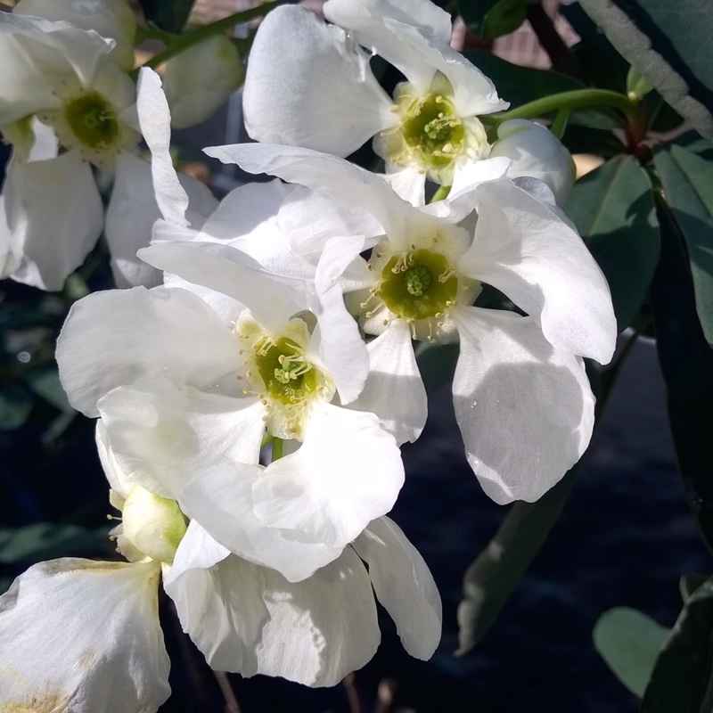 Plant image Exochorda racemosa 'Niagara'