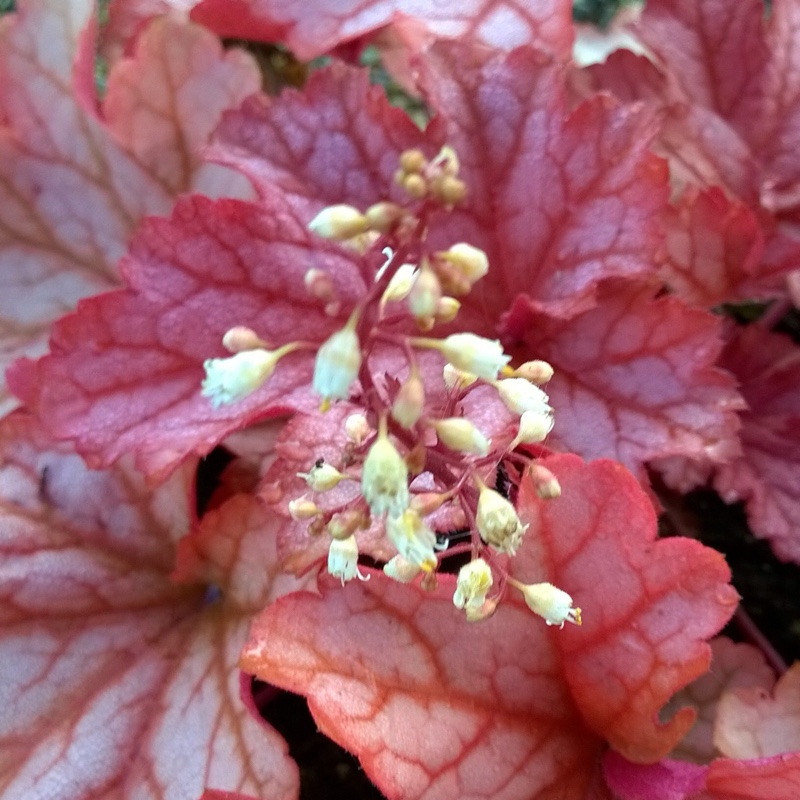 Plant image Heuchera 'Paprika'