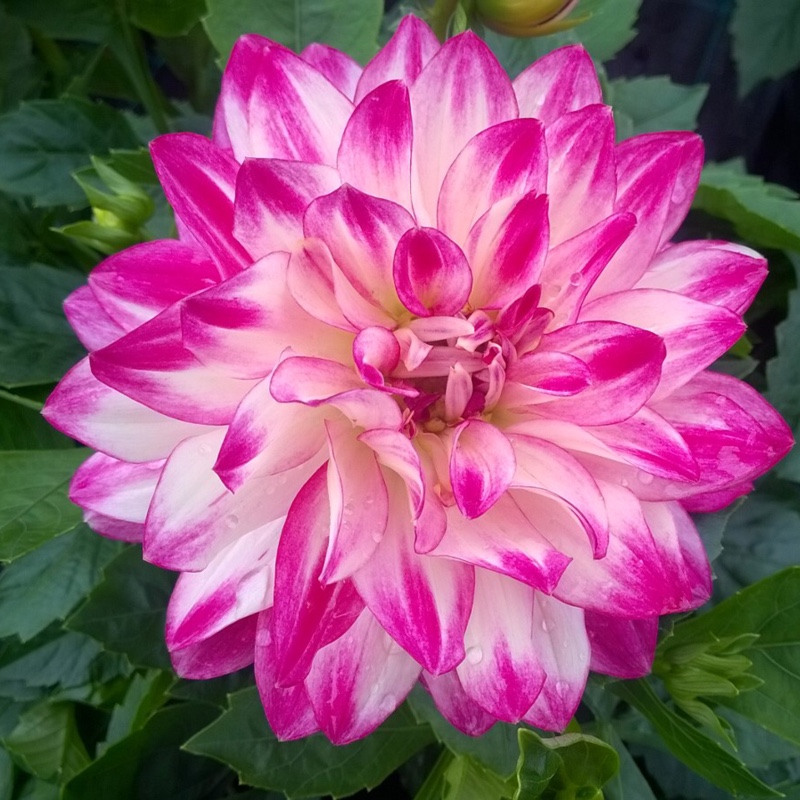 Dahlia 'Dalina Maxi Bonita'