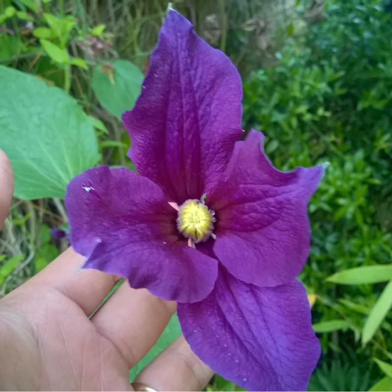 Plant image Clematis x durandii