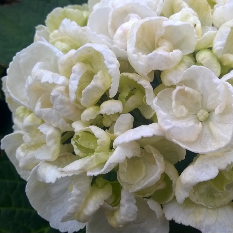 Plant image Hydrangea macrophylla 'Curly Wurly White'