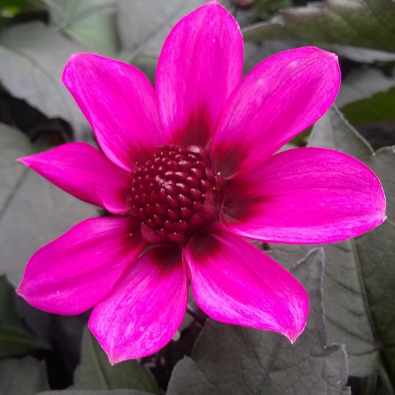 Plant image Dahlia 'Hdpu165' (Happy Days Series) syn. Dahlia 'Happy Days Purple'