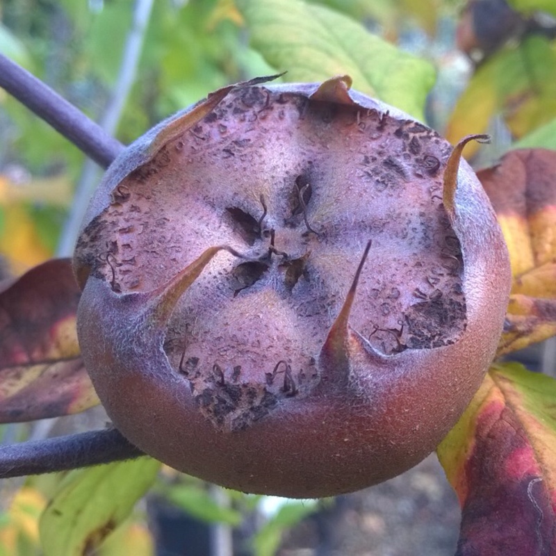 Plant image Mespilus germanica 'Nottingham'