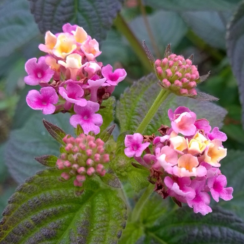 Plant image Lantana Camara 'Bonita'