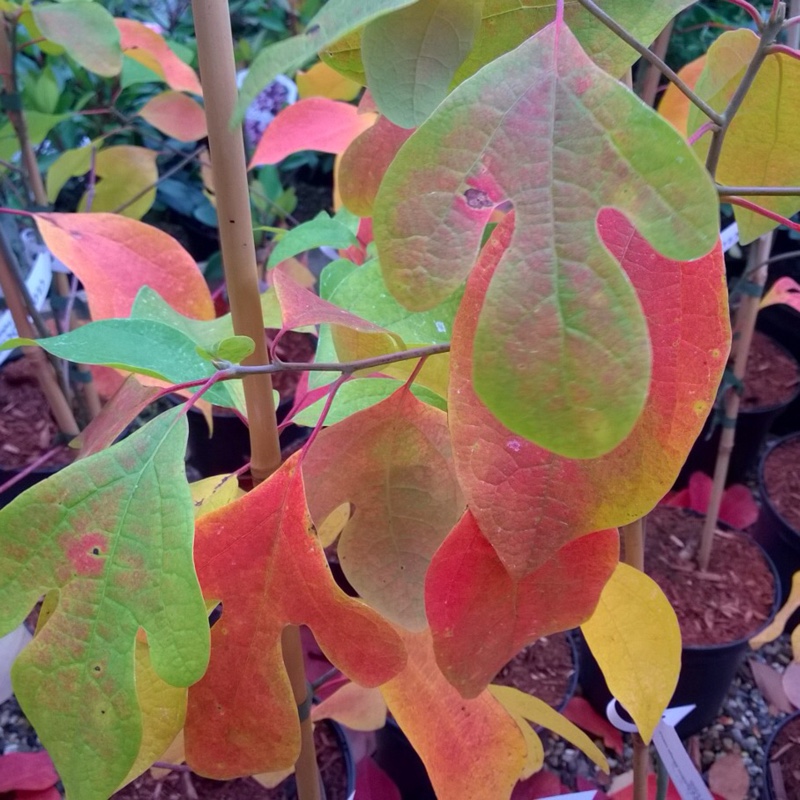 Plant image Sassafras albidum syn. Sassafras officinale syn.  Sassafras variifolium