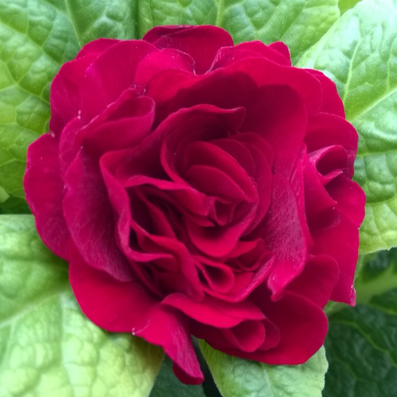 Plant image Primula belerina 'Valentine'