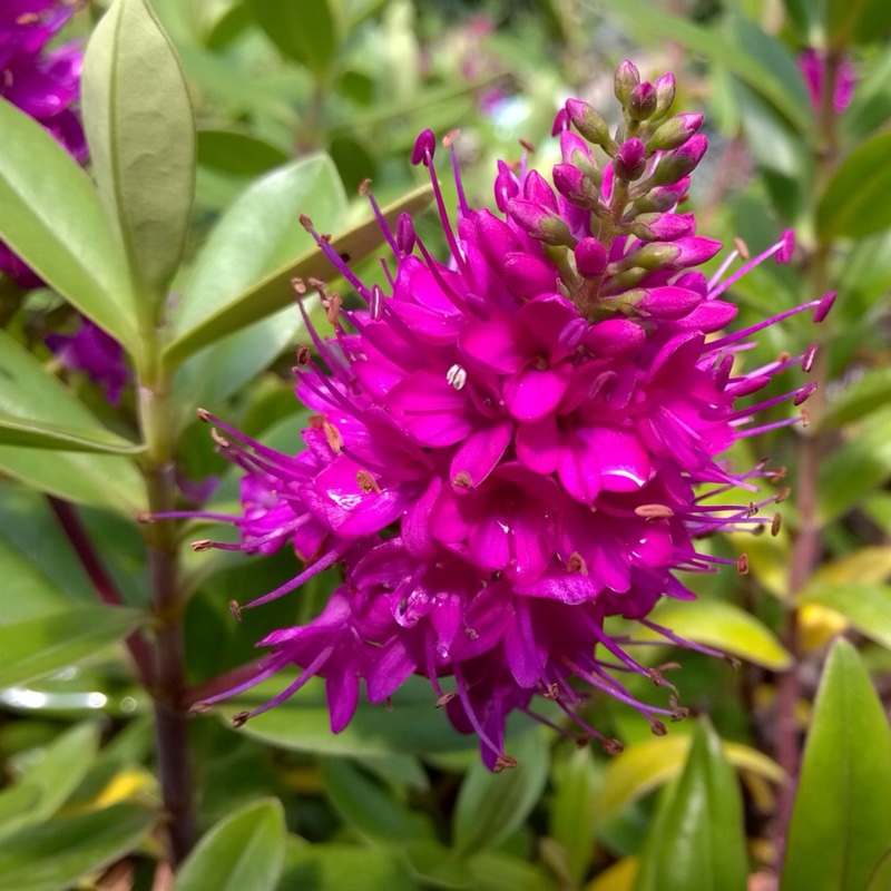 Plant image Hebe 'Zenia' syn. Hebe 'Hebedonna Diana'