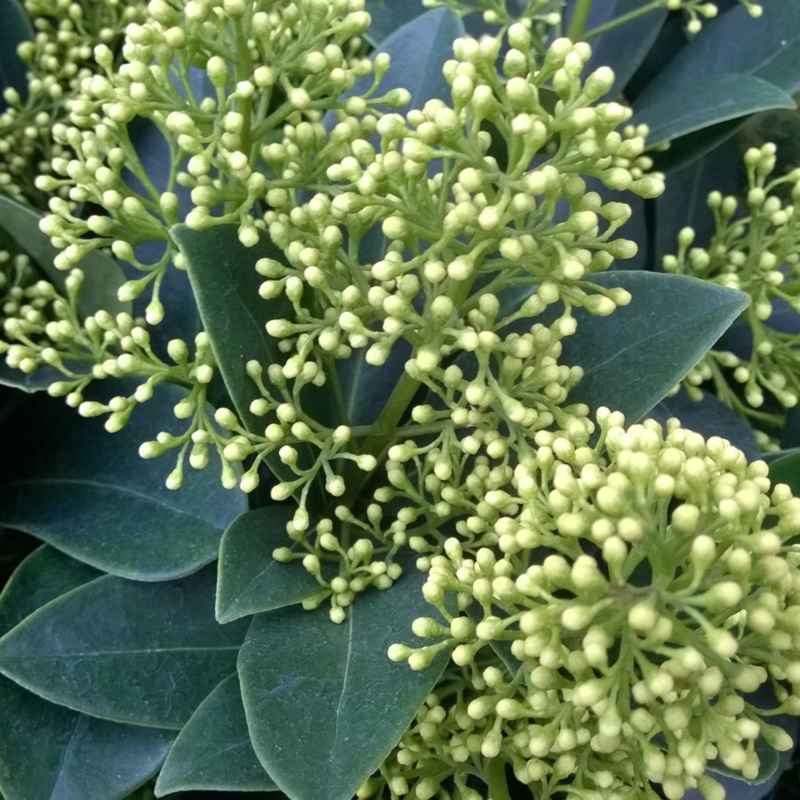 Plant image Skimmia japonica 'Finchy'