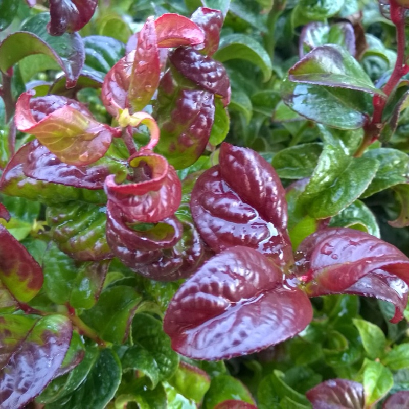 Plant image Leucothoe axillaris 'Curly Red'