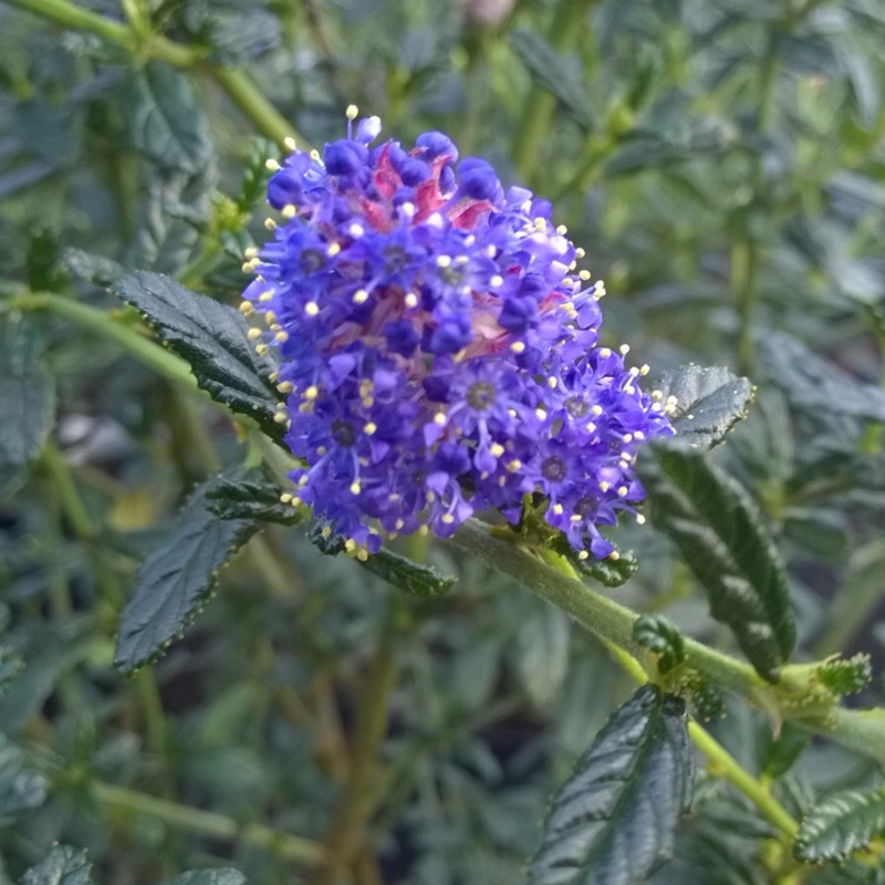 Plant image Ceanothus 'Concha'