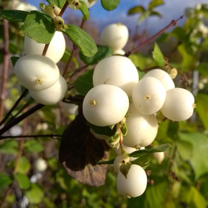 Plant image Symphoricarpos x doorenbosii 'White Hedge'