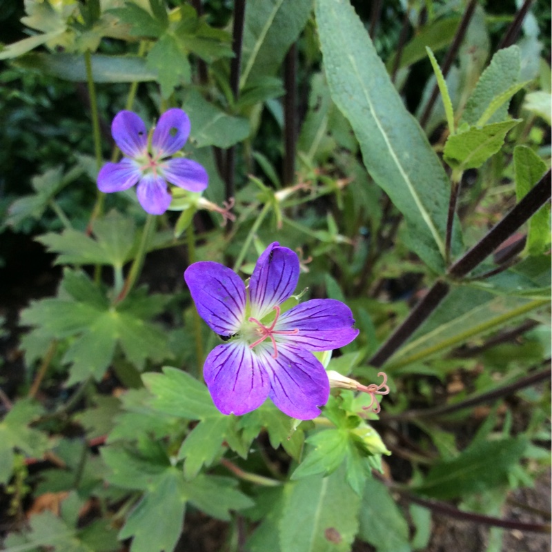 Plant image Geranium wlassovianum 'Fay Anna'