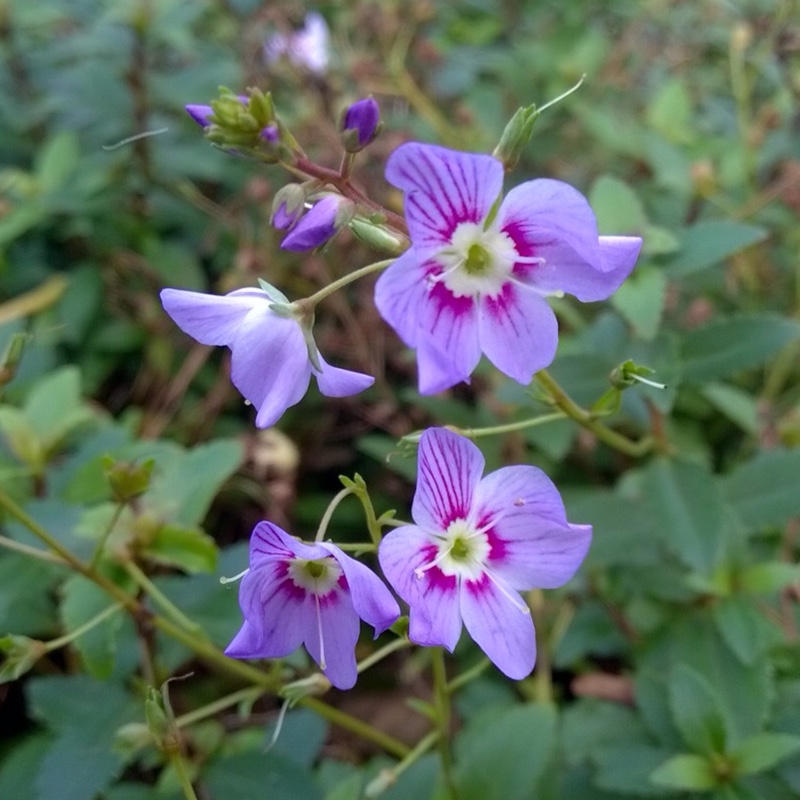 Plant image Parahebe catarractae 'Delight'