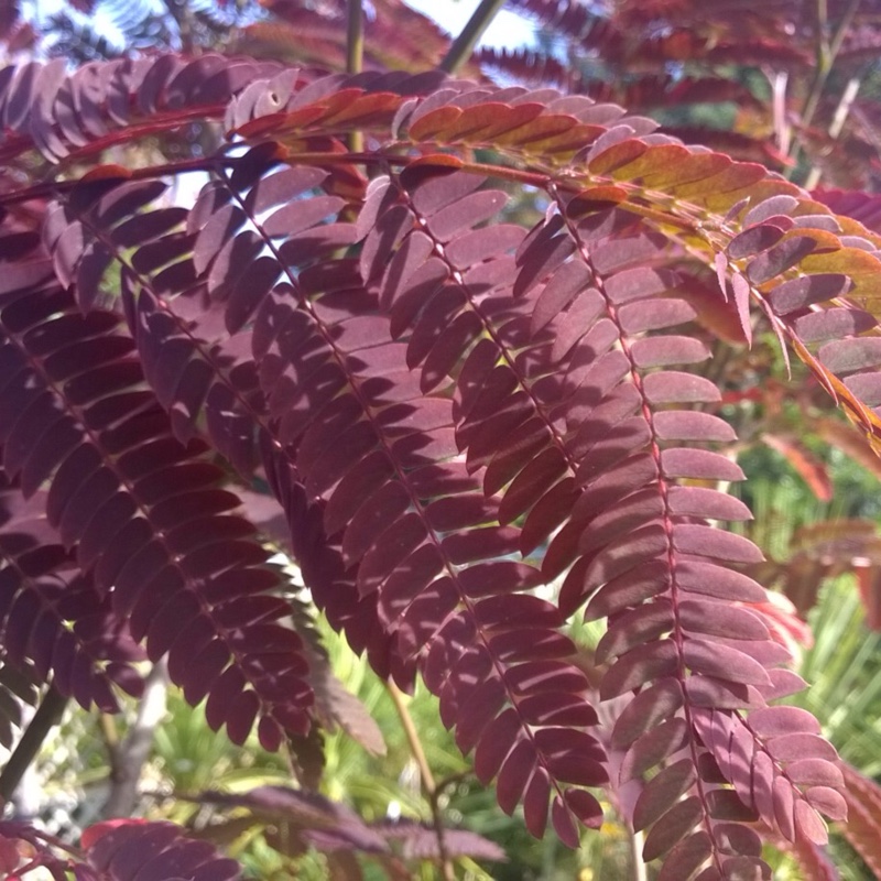 Albizia julibrissin 'Evey's Pride'