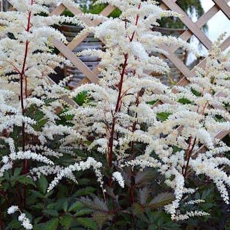 Plant image Astilbe x arendsii 'Cappuccino'