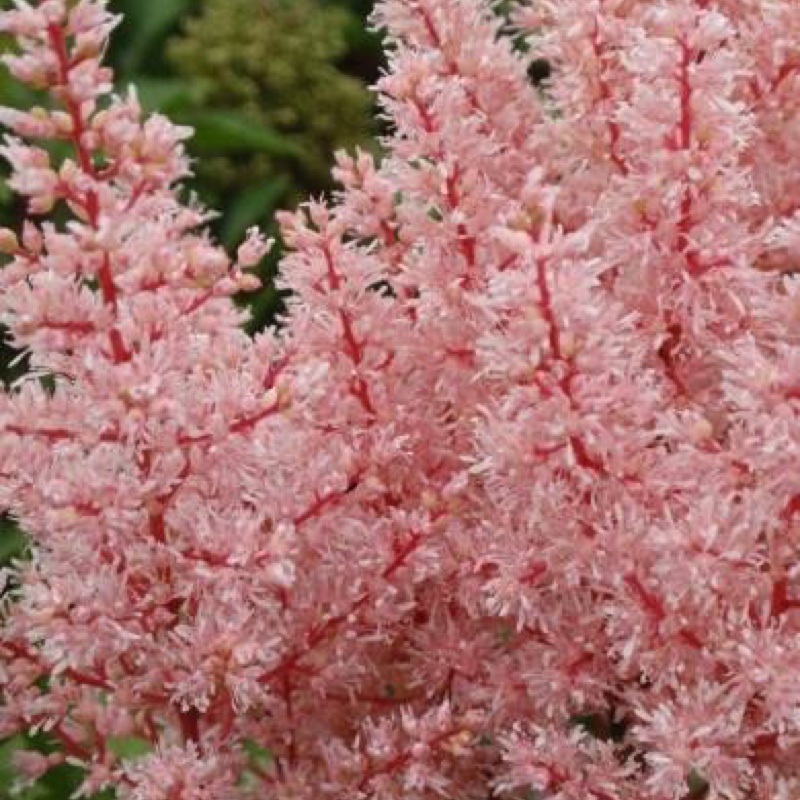 Plant image Astilbe x arendsii 'Look At Me'