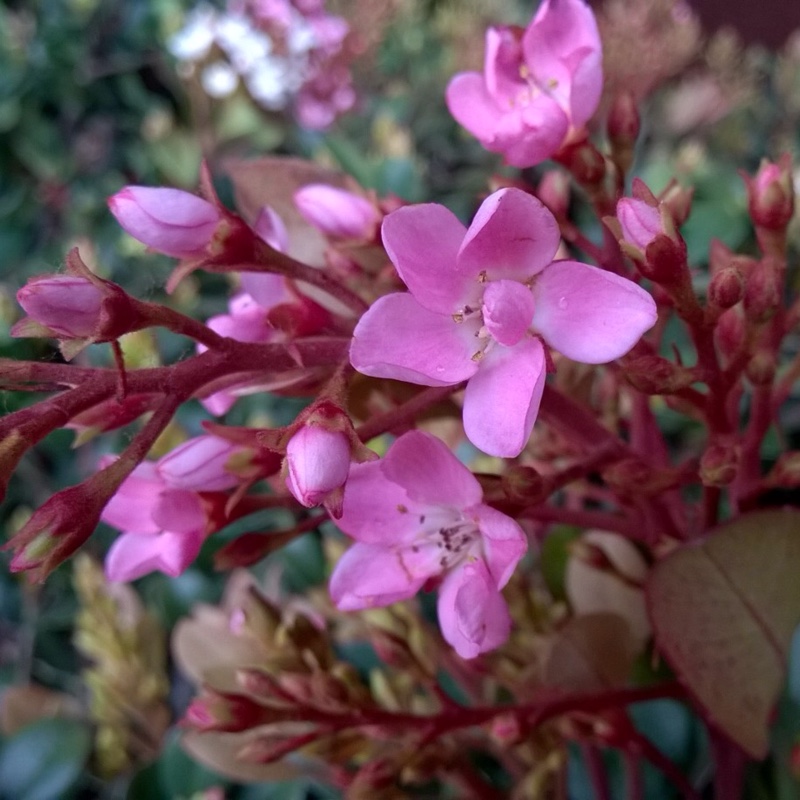 Plant image Rhaphiolepis indica