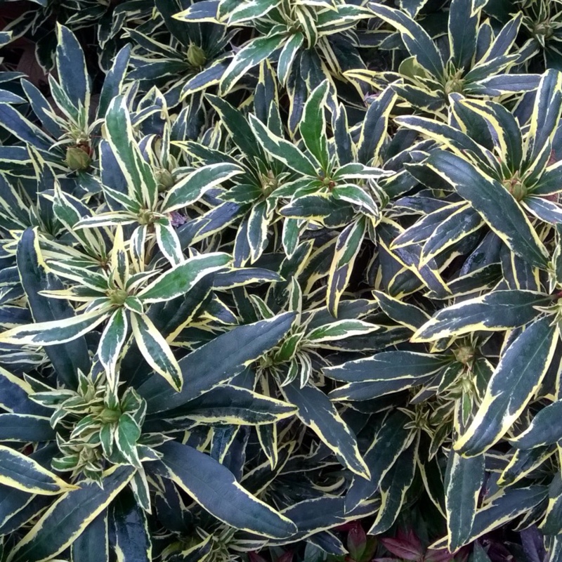 Plant image Rhododendron Ponticum Variegatum