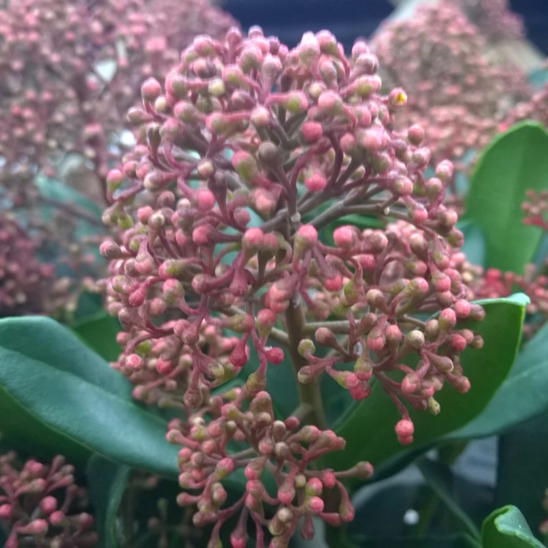 Plant image Skimmia japonica 'Moerings3' syn. Skimmia japonica 'Rubesta'